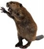 beaver attack.jpg