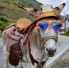 Funny-Donkey-With-Heart-Sunglasses.jpg