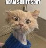 Adam Schiff's cat.jpg