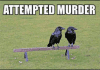 Attempted murder.png