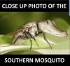 Southern mosquito.JPG