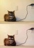 Cat charging.JPG