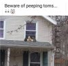 Peeping toms.JPG