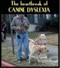 Canine Dyslexia.JPG