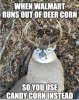Deer corn vs candy corn.JPG
