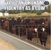 Identify as a cow.JPG
