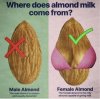 Almond milk.JPG