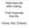 Honey Nut Cheerio.JPG
