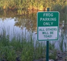 Frog parking.JPG