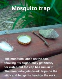 Mosquito Trap.JPG