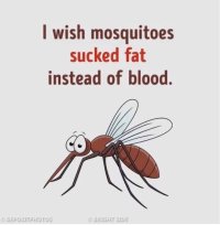 Mosquitoes.JPG