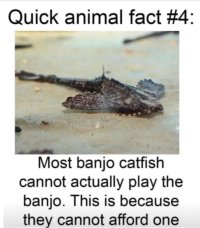Banjo catfish.JPG