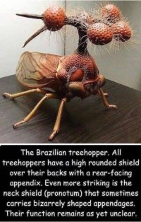 Brazilian treehopper.JPG