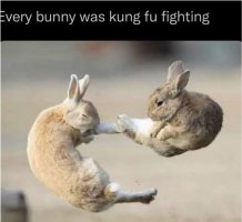 Bunny was Kung-Fo fighting.JPG