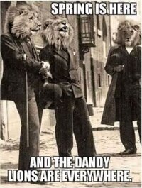 Dandy Lions.JPG