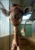 giraffesmile.jpg