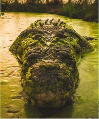 Alagator in the swamp.JPG