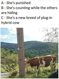 Cow plugged in.JPG