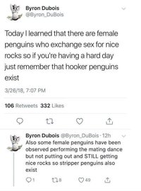 Hooker Penguins.JPG