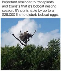 Bobcat nesting season.JPG