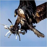 Eagle drone.JPG