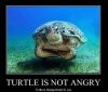 turtle_is_not_angry_-_turtle_is_disappointed_in_you.jpg